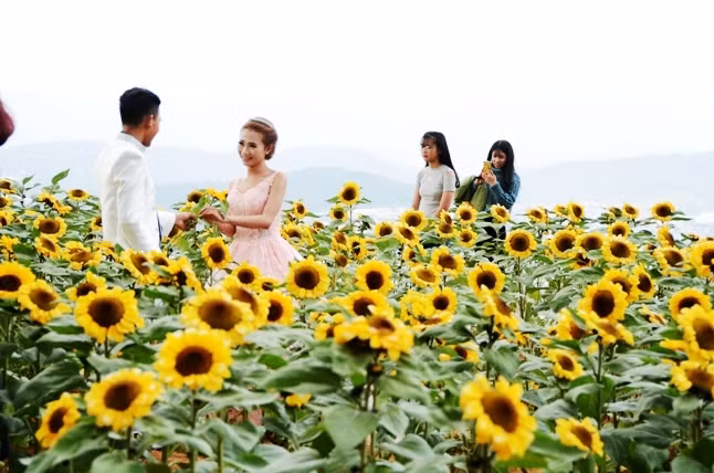 Nhiều vườn hoa hướng dương Tết tại Đà Lạt bị ế do giá rẻ nay trở thành điểm hút du khách khiến nhà vườn kiếm tiền triệu mỗi ngày