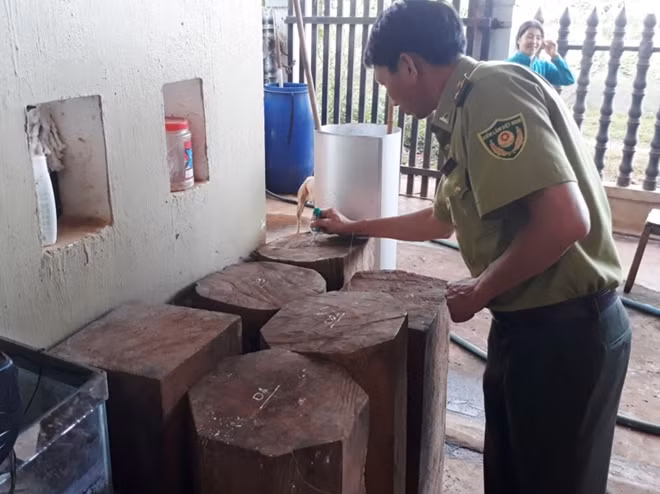 Đoàn công tác đã tạm giữ số gỗ nghi thông đỏ này để chờ kết quả xử lý