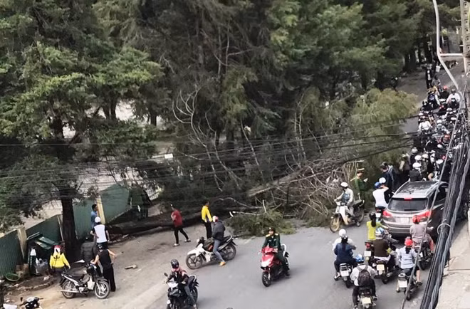 Rất may vụ gãy cây xanh không gây thương vong về người