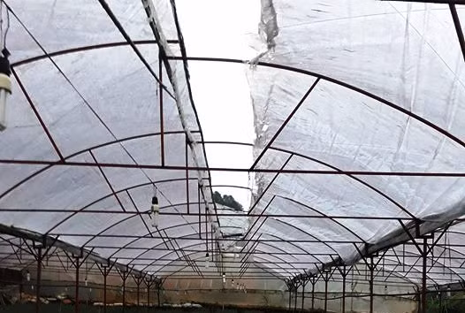 Nhiều diện tích nhà kính của người dân cũng bị hư hỏng