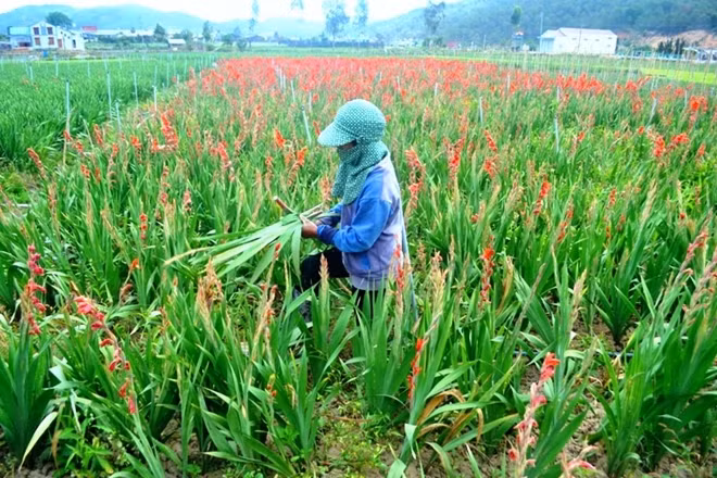 Chị Ka Gloen bên vườn lay ơn bị thương lái đòi lại tiền vì nay hoa chết yểu