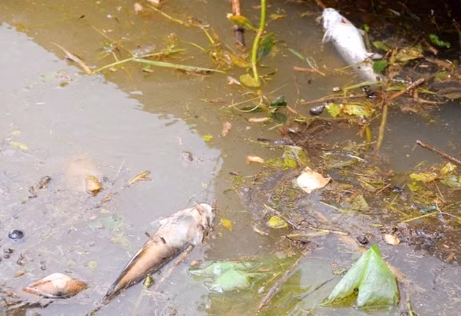 Những ngày qua, một lượng khá lớn cá chết đã được đội công nhân vệ sinh mặt hồ vớt đem đổ. Tuy nhiên, hiện nay cá trên hồ vẫn tiếp tục chết.