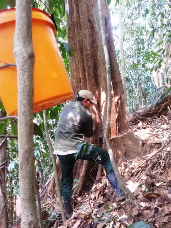 Có những tổ ong làm ong thân cây gỗ buộc nhóm thợ phải mở rộng hốc để bắt tổ ong này.