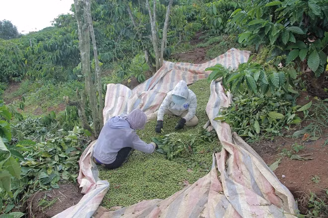Người dân thu hoạch cà phê non tháo chạy khỏi khu vực nứt trượt đất