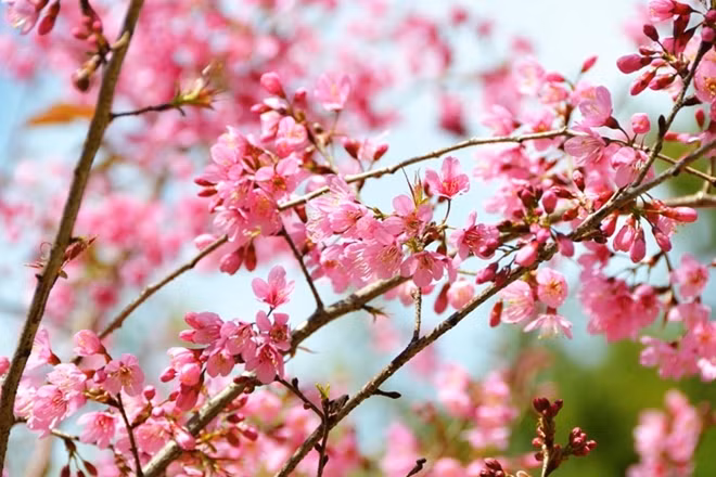 Bởi thế, từ ngày mai anh đào rụng lá, cư dân Đà Lạt đều nôn nóng, kỳ vọng một mùa hoa thật rực rỡ, đẹp đến mê hồn. Vào mùa hoa, trong từng quán cà phê, đến những góc phố, con đường, hay cả nơi chợ búa ồn ào, náo nhiệt, đâu đó tôi vẫn thường bắt gặp những nhóm người xôn xao hay lặng lẽ chia sẻ cho nhau những thông tin về cây mai anh đào ở đâu nở sớm nhất năm nay, cây nào đẹp nhất, cây nào nở hoa nhiều nhất...