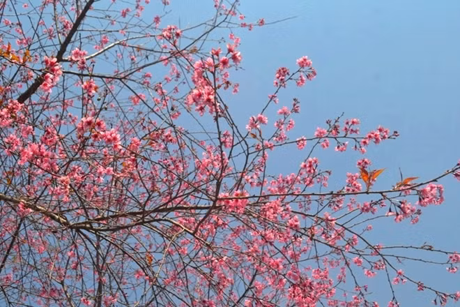 Loài hoa này cư ngụ ở Đà Lạt đã hàng chục năm qua, quá then thuộc rồi với người dân phố núi, nhưng sao mỗi độ xuân về, nó vẫn khiến người ta trông ngóng, bồi hồi đợi chờ. Có lẽ thiếu màu sắc của mai anh đào, đối với người dân nơi đây hẳn sẽ thiếu nhiều phần ý nghĩa.