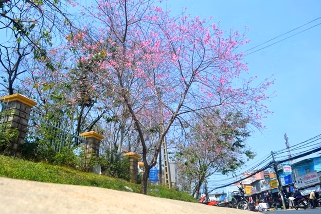 Cả thành phố với hàng chục nghìn cây mai anh đào cùng bung nở, nhuộm hồng cả miền đất lạnh, dưới nền trời xanh và ánh nắng vàng.
