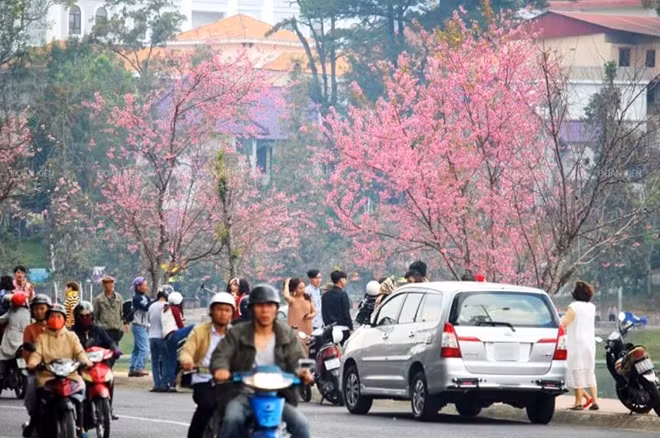Với người Đà Lạt, không biết tự bao giờ, vào mùa hoa mai anh đào nở, tất cả đều trở thành lữ khách. Người ta thường diện những bộ đồ đẹp nhất, lộng lẫy nhất để đi ngắm hoa và chụp hình.
