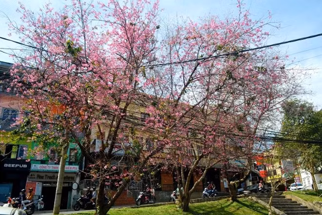 Đầu năm, nhịp sống phố hoa vẫn vậy, chẳng có gì vội vã. Bao năm qua rồi, xứ này cứ chầm chậm, khoan thai. Đó là nét đặc trưng rất riêng của Đà Lạt mà chẳng bao giờ có chút nhầm lẫn với nơi nào.