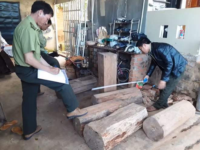 Hạt kiểm lâm huyện Đức Trọng lập biên bản hiện trường về lô gỗ thông đỏ