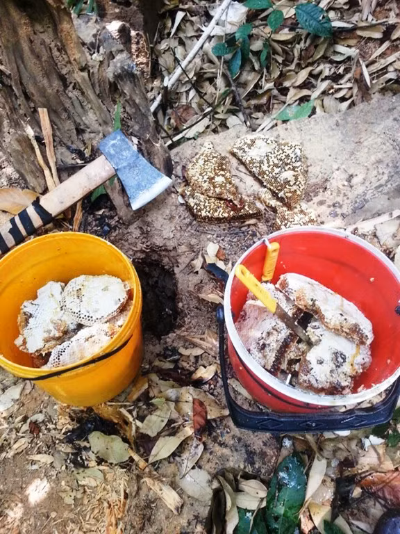 Bây giờ đã cuối mùa ong, để kiếm được những lít mật, nhóm thợ săn ong rừng buộc phải làm việc rất vất vả.