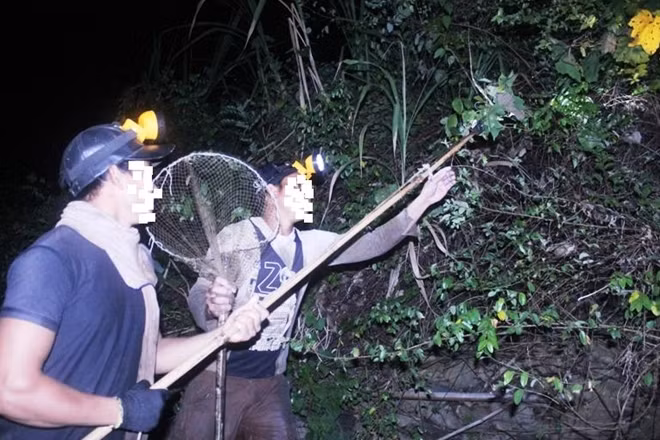 Từ bốn phía, đèn pin rọi thẳng vào mắt con vật. Trong lúc vẫn còn phân vân chưa biết bỏ chạy hướng nào thì tiếng súng cồn gần đó đã nổ. Con nhím ngã nhào, giãy đành đạch, một mảng thịt đỏ ửng cùng máu nhỏ ra từng giọt.