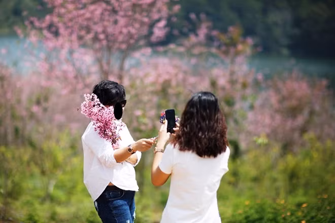 Bẻ hoa mai anh đào để chụp hình khoe ảnh