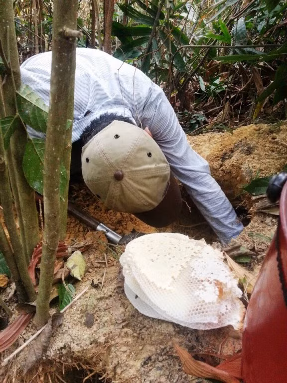 Trước đó, để xác định được vị trí của những tổ ong mật, nhóm thợ săn ong rừng phải tìm tới những nơi đang có hoa nở nhiều để quan sát, theo dõi hướng di chuyển của những con ong cần mẫn đi lấy phấn hoa.