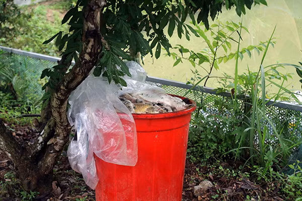 Một trong thùng cá chết từ ao của nhà anh Dũng được phân loại dùng làm phân bón cây.