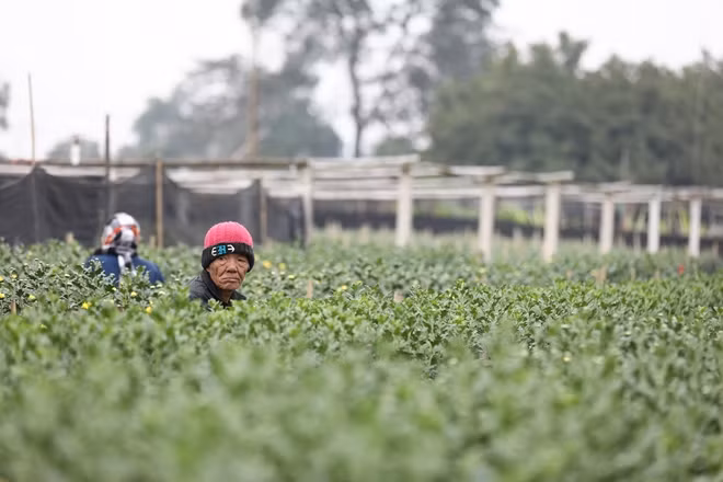 Thời điểm giáp Tết Nguyên đán cũng là lúc các hộ dân ở đây bận bịu nhất, họ vừa phải bán hết số hoa còn tồn lại trong vườn, vừa chuẩn bị cho vụ hoa mới phục vụ Tết.