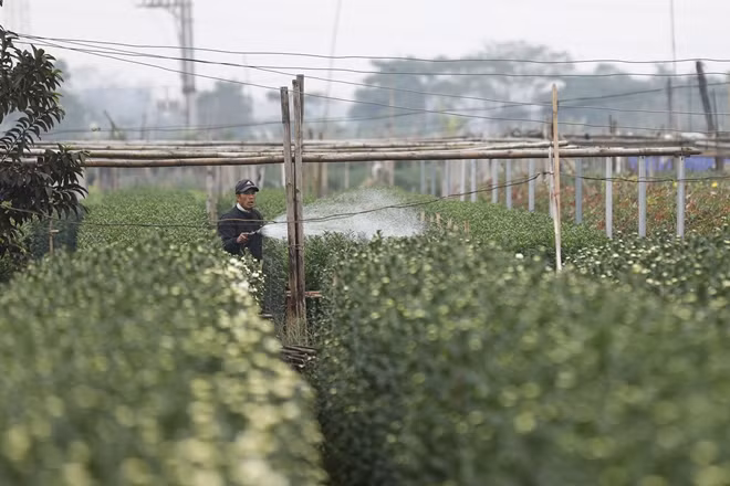 Mặc dù trời rét nhưng việc đảm bảo lượng nước cần thiết cho hoa vẫn được duy trì. Những hôm quá rét thì người dân sẽ phủ một lớp nilon lên các luống hoa