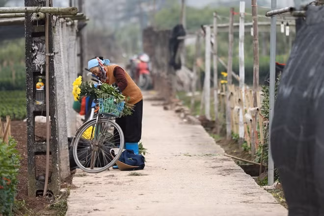 Hàng ngày, người dân ở đây vẫn tranh thủ đem hoa ra chợ bán cùng rau để kiếm thêm thu nhập.