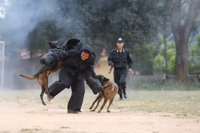 Trong buổi huấn luyện, thường có quân xanh - chính là người mặc những bộ độ dày làm mục tiêu cho chó tập tấn công. Chó tập tấn công trong nhiều hoàn cảnh khác nhau, thậm chí huấn luyện viên có thể ném quả nổ như ở môi trường chiến đấu thật cho chó làm quen.