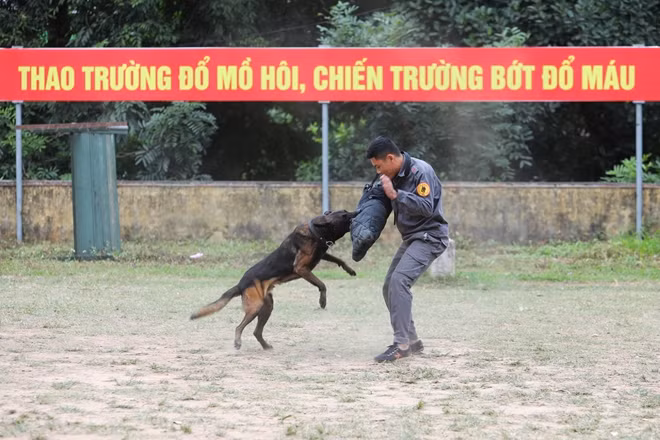 Huấn luyện chó Malinois tấn công tại Trường chó Nghiệp vụ, Bộ Công an. Đây là nơi đã đào tạo ra nhiều chú chó nghiệp vụ nổi tiếng như Rútx- Lan...