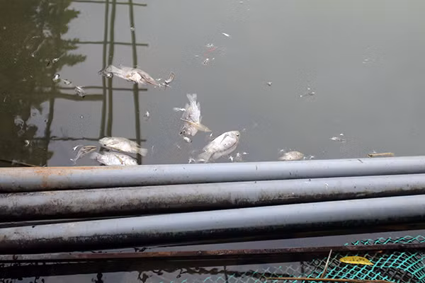Các nguồn nước bỗng bị ô nhiễm dầu thải khiến cá nuôi của người dân cũng như diện tích sản xuất nông nghiệp xung quanh bị ảnh hưởng nghiêm trọng.