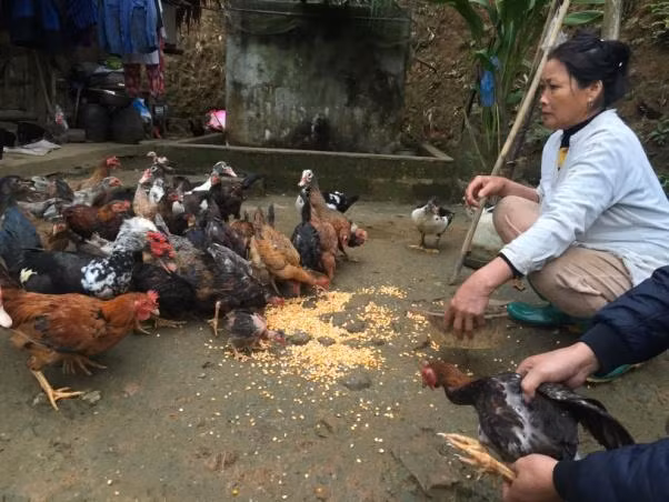Người dân ở Tân Sơn (Phú Thọ) nuôi gà nhiều cựa cung cấp cho thị trường Tết.
