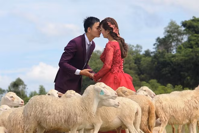 Ngọt ngào nụ hôn trao nhau giữa đàn cừu.