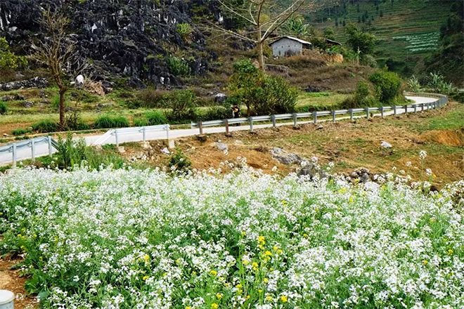 Hoa cải trắng bên đường.