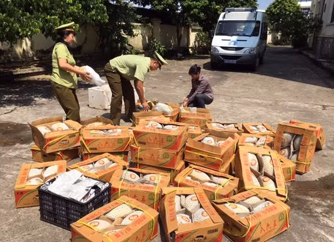 Dưa vàng nhập lậu bị thu giữ. Dưa vàng nhập lậu bị thu giữ.