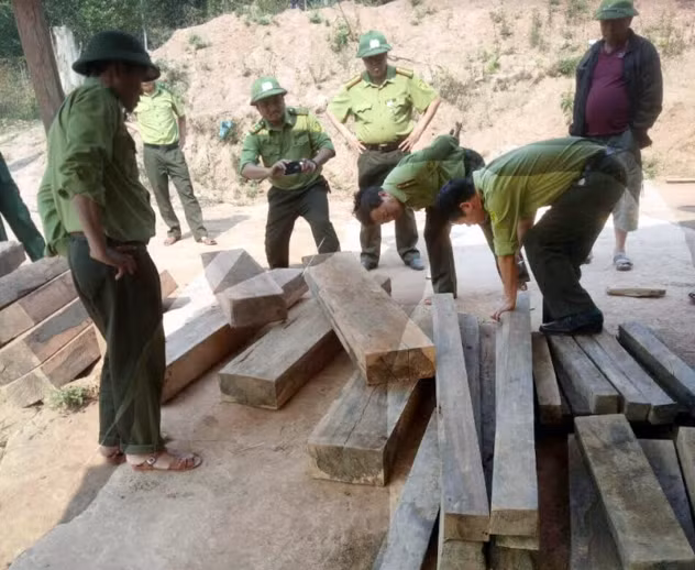 Lực lượng Kiểm lâm Quảng Bình phát hiện nhiều gỗ không có giấy tờ hợp pháp gần khu vực rừng ở Phong Nha Kẻ Bàng bị chặt phá.