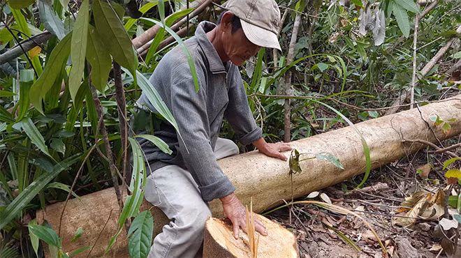 Hiện trường vụ đốn hạ cây rừng tự nhiên để triển khai dự án chăn nuôi bò thịt. Hiện trường vụ đốn hạ cây rừng tự nhiên để triển khai dự án chăn nuôi bò thịt.