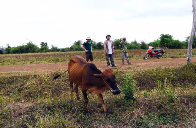 Dù bò to hay nhỏ, những con bò này được chính quyền xã bán cho các hộ dân với giá chung 20 triệu đồng.