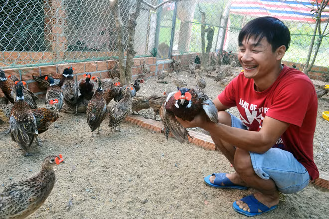 Anh Vũ bên đàn chim trĩ đỏ.