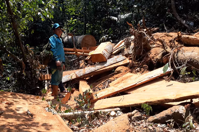 Cây rừng trong lâm phận rừng phòng hộ Đắk Mi bị đốn hạ nằm ngổn ngang.