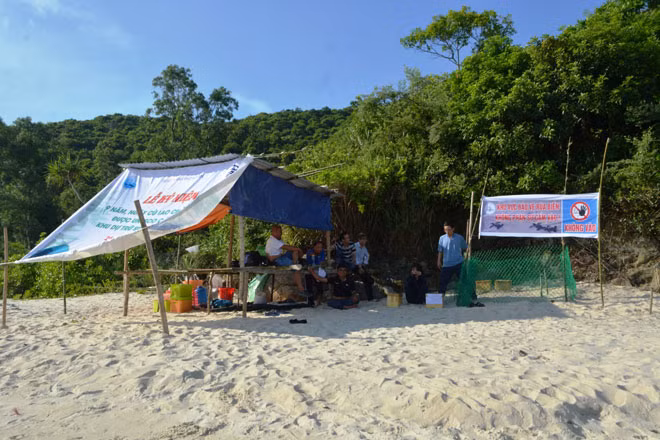 Dựng chòi canh giữ hồ ấp trứng rùa tại Bãi Bấc - Cù Lao Chàm.