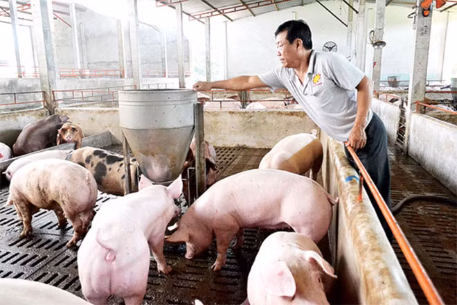 Nguồn cung thịt lợn thiếu hụt nhưng người chăn nuôi không dám tái đàn.