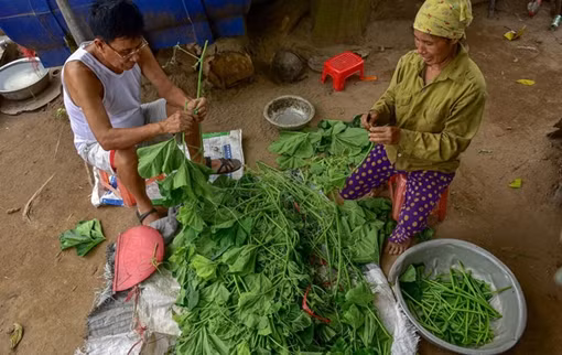 Câu chuyện về "bà trùm" rau sạch trên bãi giữa sông Hồng