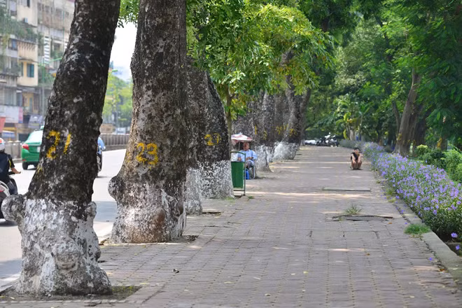 Hàng xà cừ cổ thụ trên phố Kim Mã sẽ được đánh chuyển về vườn ươm Văn Giang. Hàng xà cừ cổ thụ trên phố Kim Mã sẽ được đánh chuyển về vườn ươm Văn Giang.
