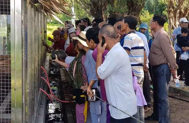 Du khách háo hức đến Khu di tích lịch sử Cách mạng Đồi Tức Dụp để được chiêm ngưỡng cặp rắn hổ mây “khổng lồ”.