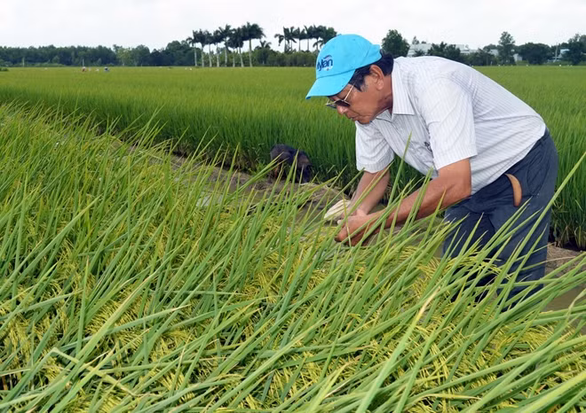 Kỹ sư Hồ Quang Cua - tác giả của hàng loạt giống lúa thơm chất lượng cao hiệu ST.