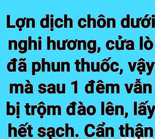 Thông tin về lợn bị dịch không đúng sự thật lan truyền trên mạng xã hội.