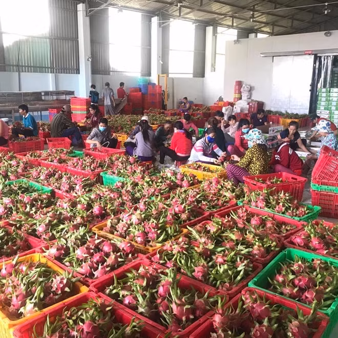 Thời điểm hiện tại, trái cây xuất sang tỉnh Quảng Tây (Trung Quốc) vẫn thông thương bình thường.