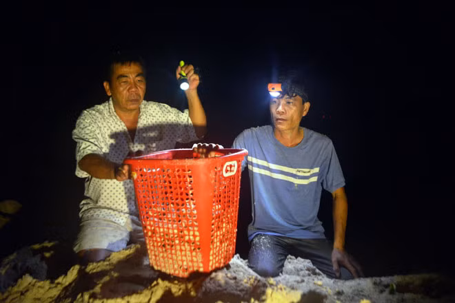Anh Du và anh Thành (áo chấm) cẩn thận lấy trứng rùa từ bãi biển cho vào giỏ để đem về hồ ấp.