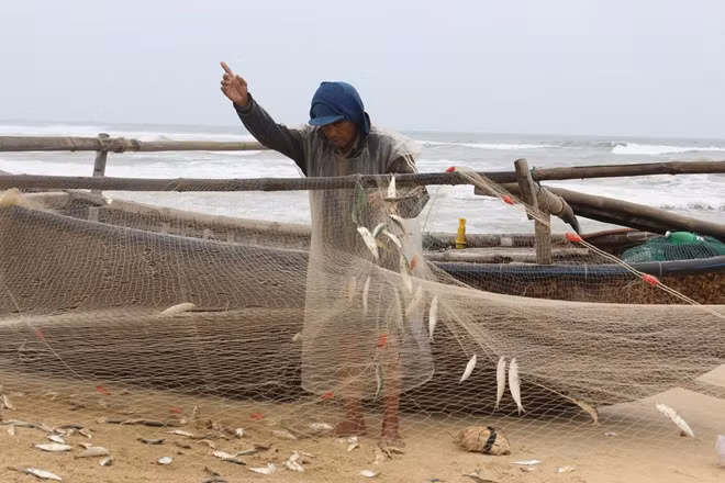 Chỉ hơn ba tiếng đồng hồ, ngư dân đánh bắt gần bờ có thể thu được 1,5 tạ cá trích.