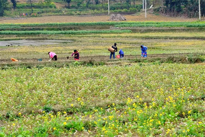 Hoa cải vàng sau mùa thu hoạch.