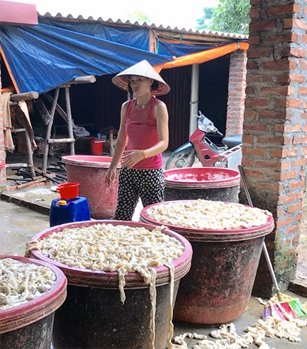 Lòng lợn bốc mùi đang sơ chế tại lán chế biến thực phẩm của bà Mai.