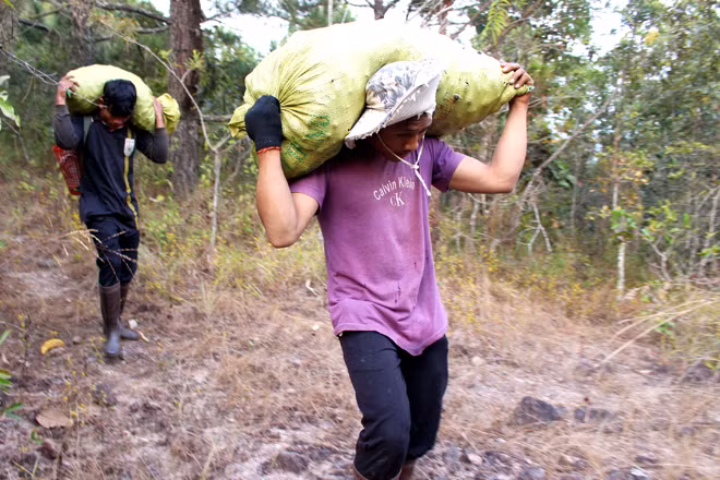 Một người khỏe mạnh, mỗi ngày có thể hái được khoảng 50kg quả thông. Với giá bán từ 4.000-5.000 đồng/kg thì đây là nguồn thu nhập đáng kể đối với người dân địa phương.