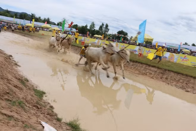 Đua bò trở thành tập quán của đồng bào Khmer vùng Bảy Núi An Giang, mỗi dịp lễ Sene Đolta hàng năm.