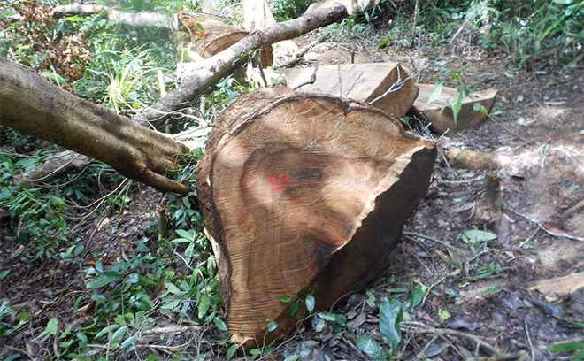 Một nửa thân gỗ dổi có đường kính 50cm tại khoảnh 2, tiểu khu 183 bị cưa chưa kịp xẻ thành phách.