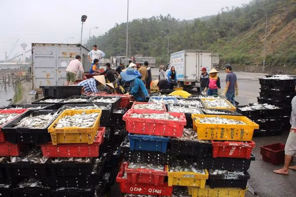 Những sản phẩm ngư dân Hà Tĩnh khai thác được tiêu thụ mạnh.